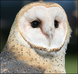 close photo of barn owl face