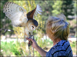 photo of front of barn owl sitting on bare hand
