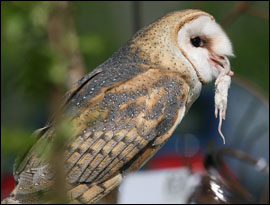 photo of barn owl with dead mouse in beak