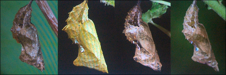 photo of four pupae attached to branches