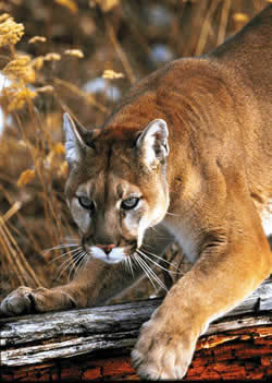 crouching cougar