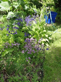 photo of herb garden