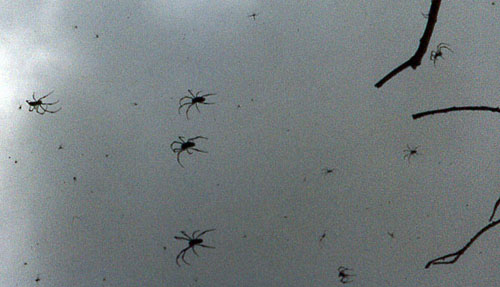 photo of many large black spiders in a web