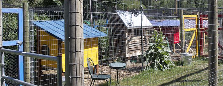photo of bright colored chicken coops