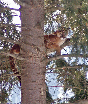photo of cougar up in tree